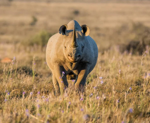 Lone Adult Black Rhinoceros Grassland Southern Africa — Stock Photo, Image