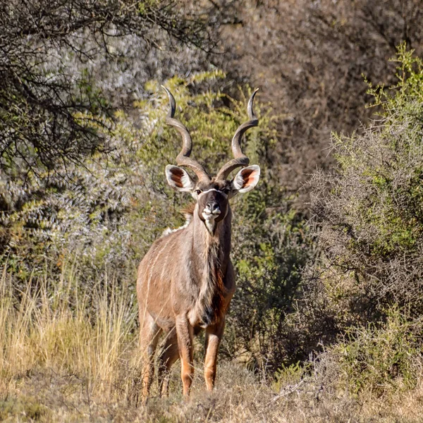 Bull Kudu Południowej Afrykańskiej Sawanny — Zdjęcie stockowe