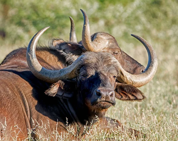 African Buffalos in Southern African savanna