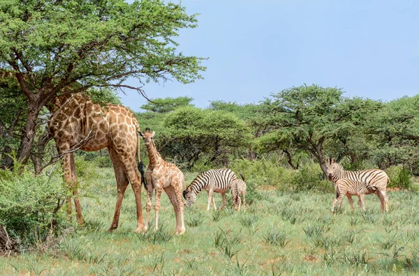 非洲南部大草原上的长颈鹿和斑马 — 图库照片