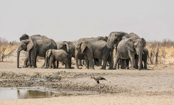 Besättningen Afrikanska Elefanter Och Secretarybird Vid Ett Vattenhål Namibiska Savanna — Stockfoto
