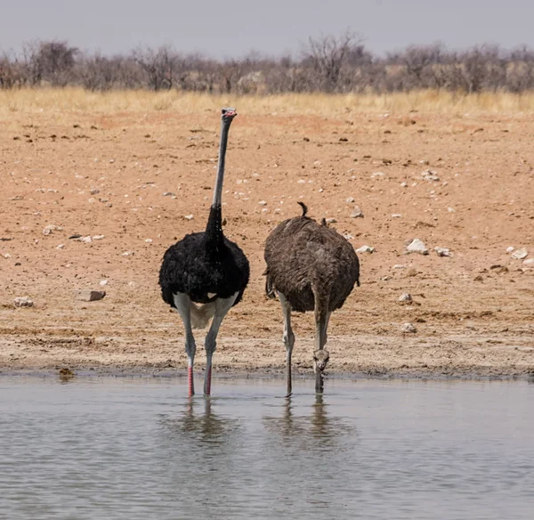 Avestruces Abrevadero Sabana Namibia — Foto de Stock