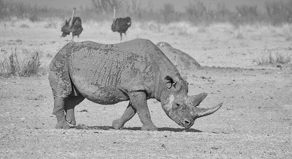 Rhinocéros Noir Solitaire Dans Savane Namibienne — Photo