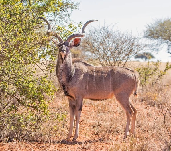 Kudu Bull Güney Afrika Savana Ayakta — Stok fotoğraf