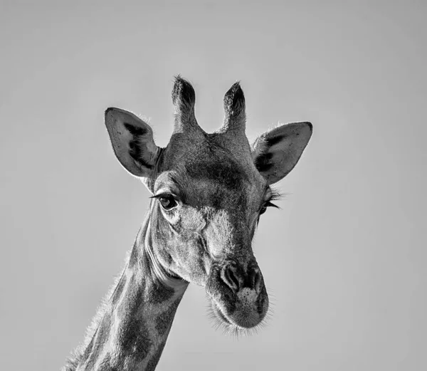 Portrait Facial Rapproché Girafe Dans Savane Afrique Australe — Photo