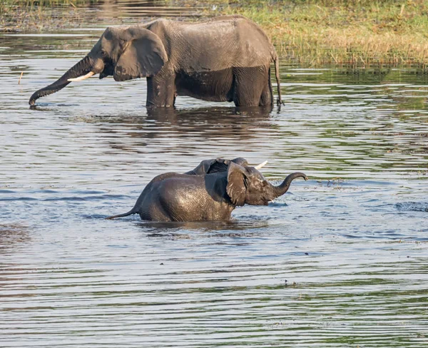 Baby Elefanter Spelar Flod Namibia — Stockfoto