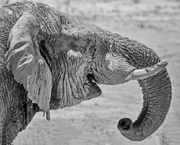 一张非洲大象的脸特写 — 图库照片