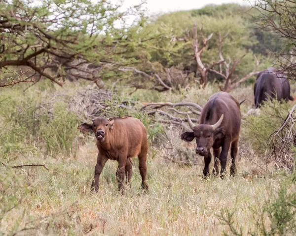 A baby African Buffalos in the Southern African savanna