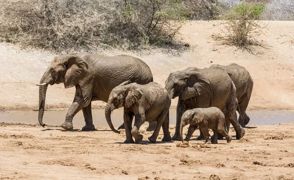African Elephant Family Watering Hole Namibian Savanna — Stock Photo, Image