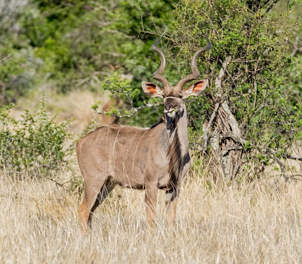 Güney Afrika savana kudu boğa