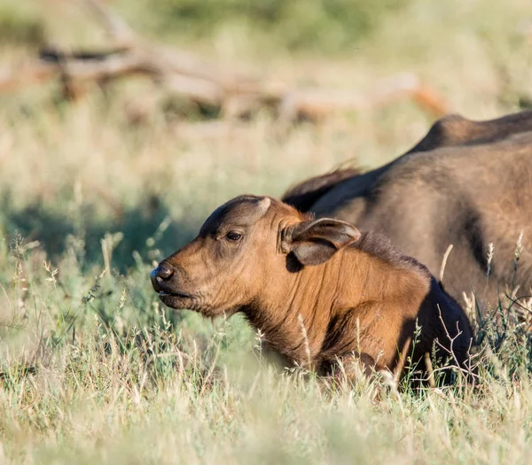 A baby African Buffalos in the Southern African savanna