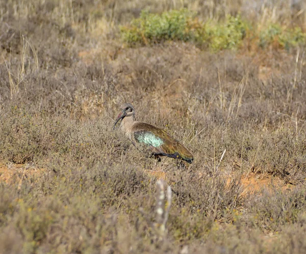 Hadeda Bird Foraging Southern African Savanna — Stock Photo, Image