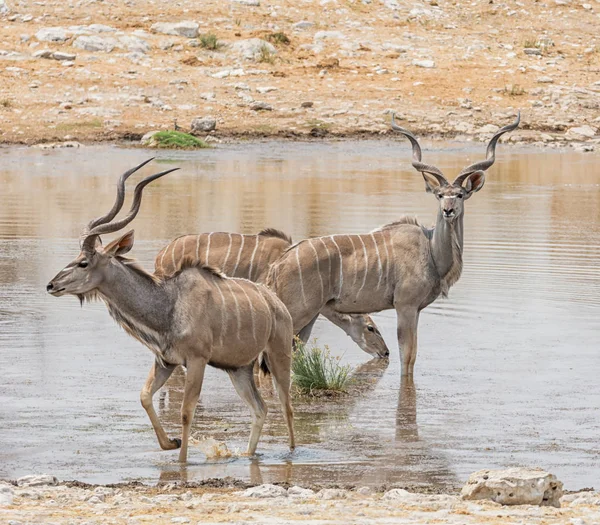 Kudu Byków Przy Wodopoju Sawanny Namibii — Zdjęcie stockowe
