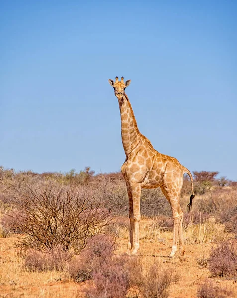 Güney Afrika savana bir zürafa ayakta