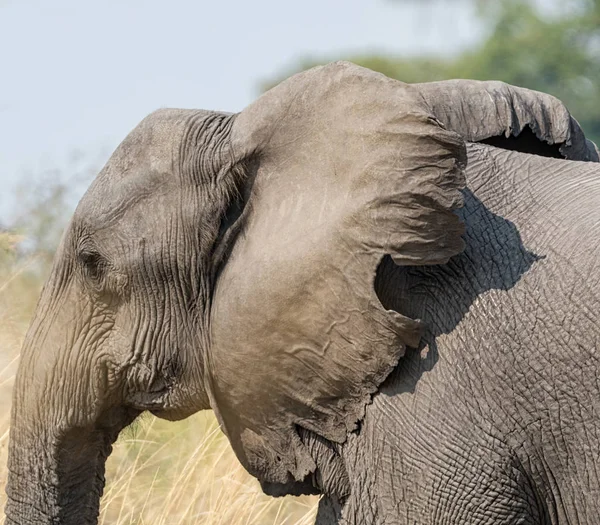 A closeup of an African Elephant\'s face