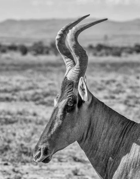 Närbild Porträtt Red Hartebeest Antilop — Stockfoto