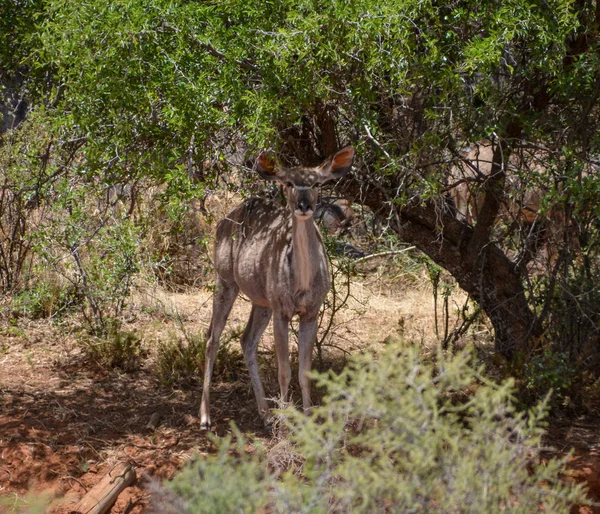 Güney Afrika savana kadın Kudu