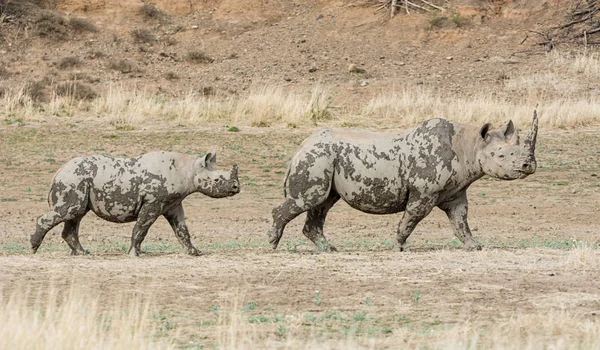 Uma Mãe Bezerro Rinoceronte Negro Savana África Austral — Fotografia de Stock