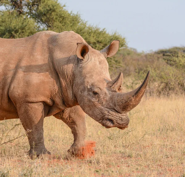 White Rhino Ногами Червона Земля Він Проходить Через Grassland Саванна — стокове фото