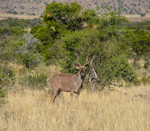 Bull Kudu Savana África Austral — Fotografia de Stock