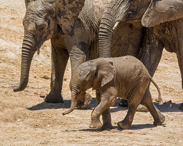 一只大象小牛与它的家庭 — 图库照片