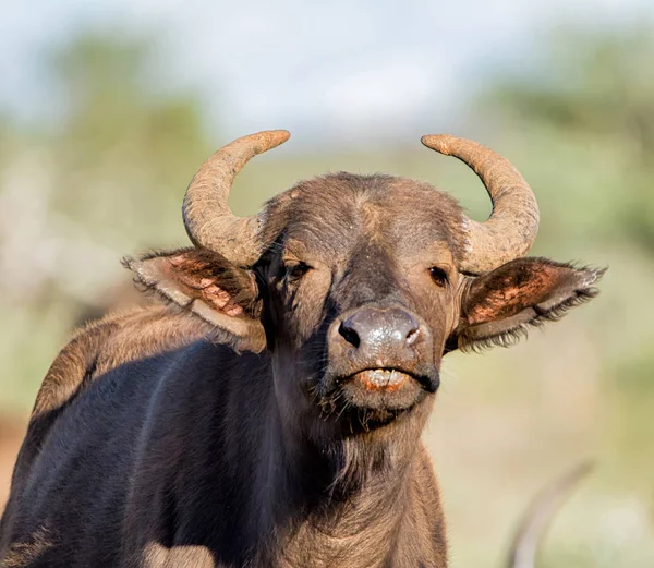 Closeup portrait of African Buffalo in Southern African savanna