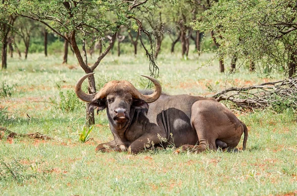 African Buffalo in Southern African savanna