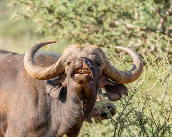 Closeup portrait of African Buffalo in Southern African savanna