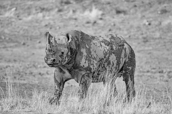 Černý Nosorožec Jižní Africké Savany Černobílá — Stock fotografie