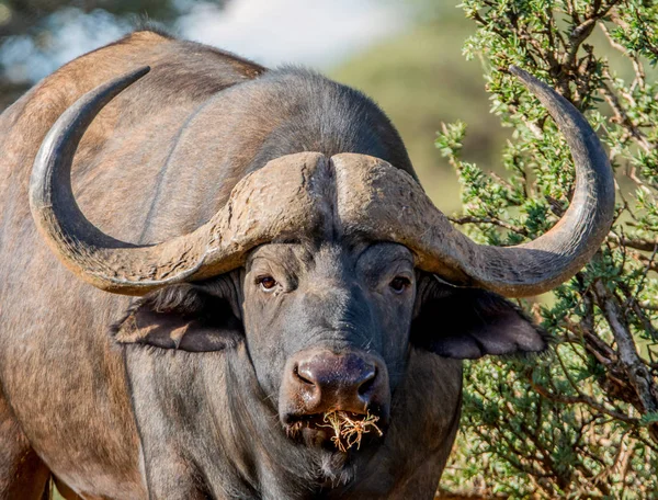 Closeup portrait of African Buffalo in Southern African savanna