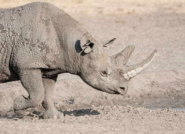 Egy Magányos Fekete Orrszarvú Namíbiai Savanna — Stock Fotó