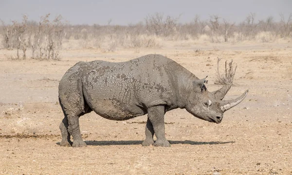 Одиночне Black Rhino Намібії Савана — стокове фото