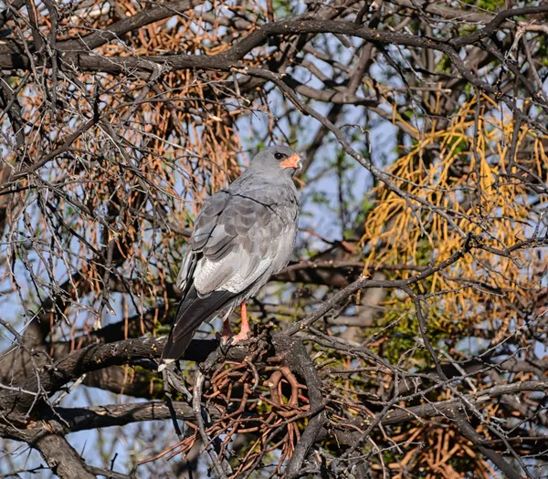 Blek Sånghök Uppflugen Ett Träd Södra Afrika — Stockfoto