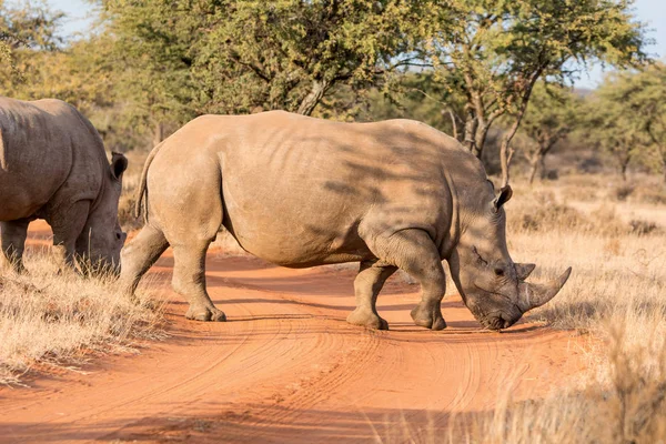 아프리카 사바나에서 코뿔소 횡단도로 — 스톡 사진
