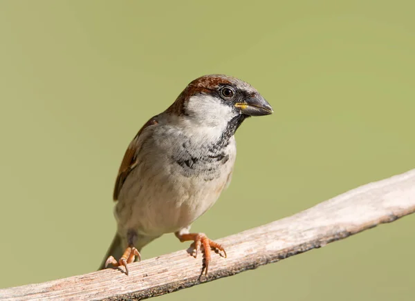 Een Huismus Zat Een Tak Zuidelijk Afrika — Stockfoto