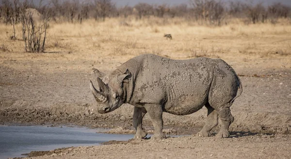 Rhinocéros Noir Solitaire Dans Savane Namibienne — Photo