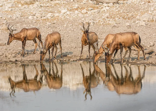 Kırmızı, Namibya ovada sulama delik içme Hartebeest