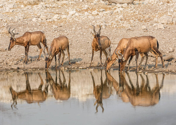Red Hartebeest drinking at watering hole in Namibian savanna