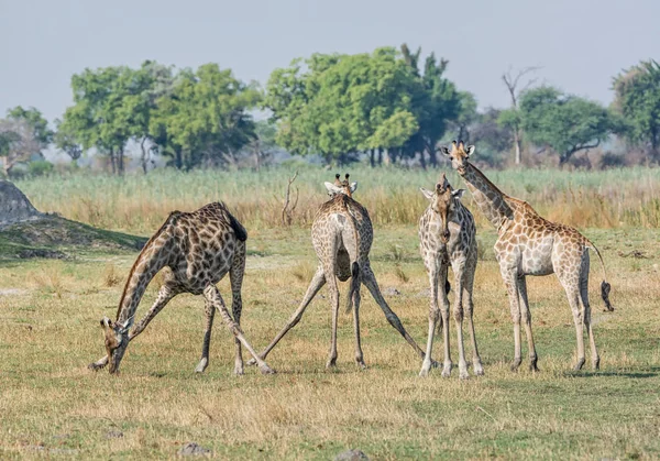 Ryhmä Kirahveja Namibian Savannassa — kuvapankkivalokuva