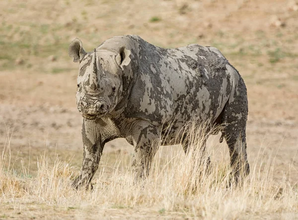 Black Rhinoceros Southern African Savanna — Stock Photo, Image