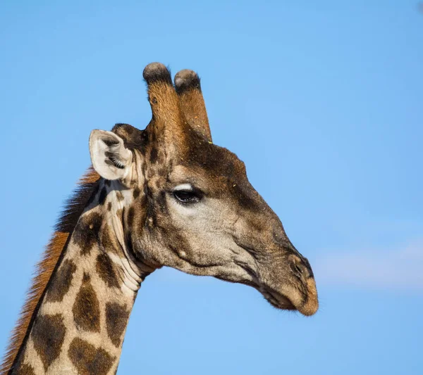 Detailní Obličeje Portrét Žirafa Jižní Africké Savany — Stock fotografie