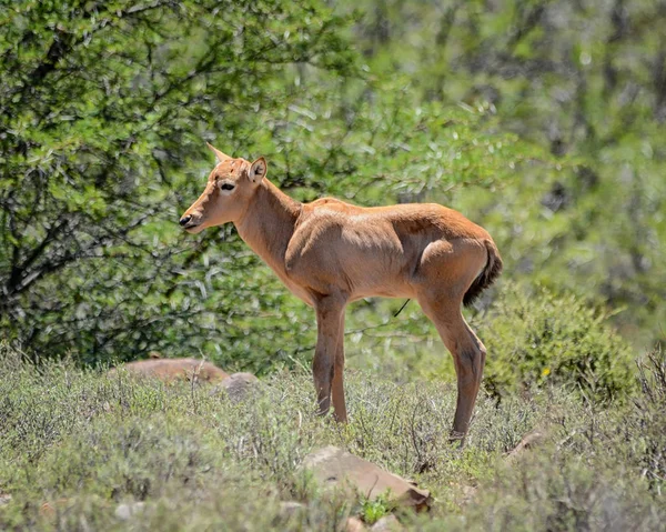 Juvenile Red Hartebeest Sabana Del Sur África — Foto de Stock