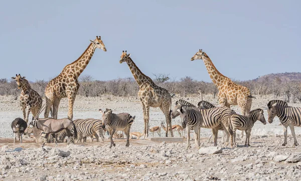 African wildlife at watering hole in Namibian savanna