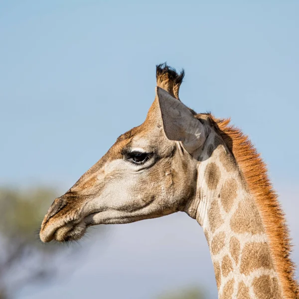 A side head portrait of a Giraffe in the Northern Cape, South Africa