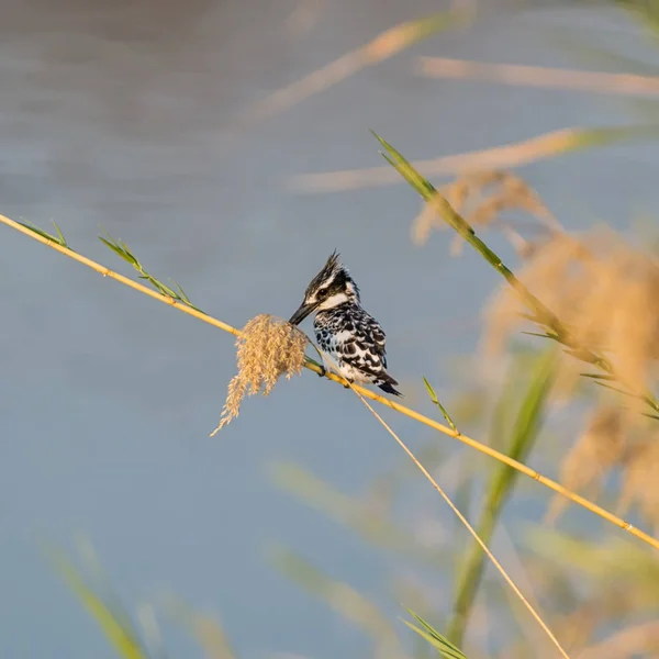 Pied Kingfisher Uppflugen Vass Intill Namibiska Flod — Stockfoto