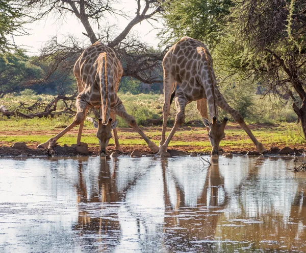 Paire Girafes Plier Pour Boire Dans Trou Eau Dans Cap — Photo