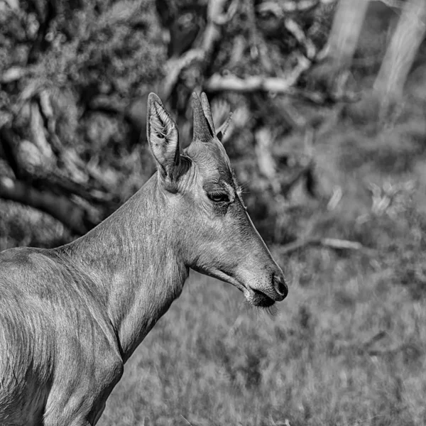 Monochromatyczne Portret Młodzieńcze Czerwonego Hartebeest Południowej Afrykańskiej Sawanny — Zdjęcie stockowe