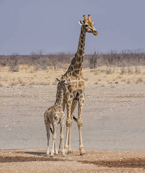 Uma Mãe Bezerro Girafa Savana Namíbia — Fotografia de Stock