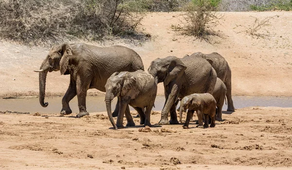 Αφρικανικός Ελέφαντας Οικογένεια Μια Τρύπα Πότισμα Στη Ναμίμπια Σαβάνα — Φωτογραφία Αρχείου