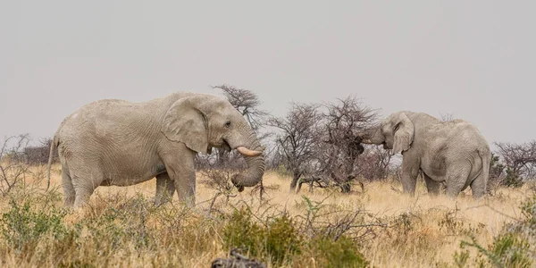 Elefantes Africanos Alimentándose Los Arbustos Sabana Namibia — Foto de Stock